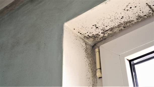 Best Emergency Mold Remediation  in Westchase, FL