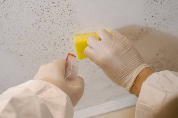 Westchase, FL Mold Removal Company