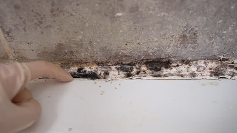Best Airborne Mold Testing  in Westchase, FL